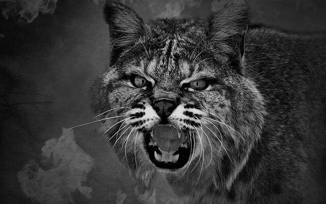 【ネタバレあり】ドラマ『怪盗山猫3話』あらすじ&感想　菜々緒　亀梨和也 photo 0