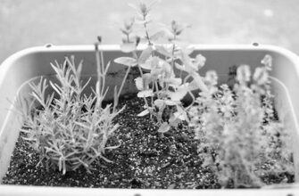 お家で簡単♪モヒートにも使える「ミントシロップ」を作ってみたよ　ミント　家庭菜園　ハーブ image 0